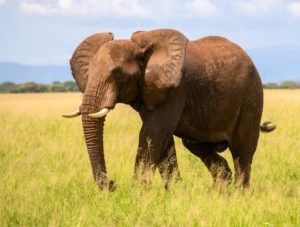 See the elephants on safari in Tanzania with Tanzania Horizon Safaris