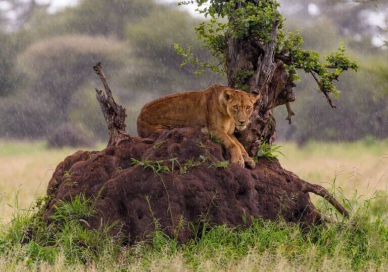 See the lions in Tanzania with Tanzania Horizon Safaris