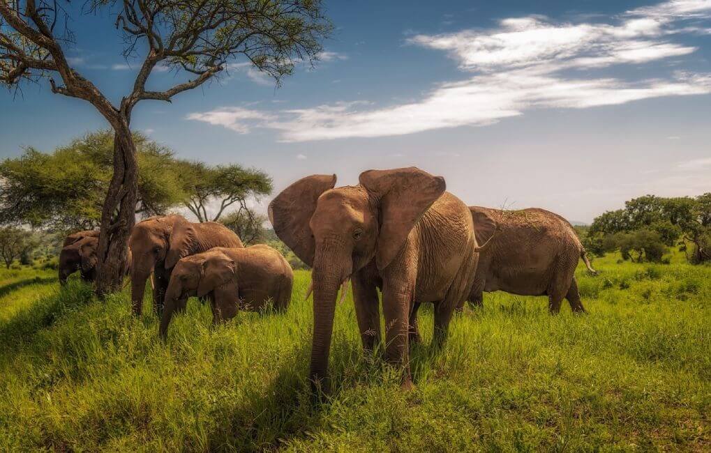 Tanzania safari group tours