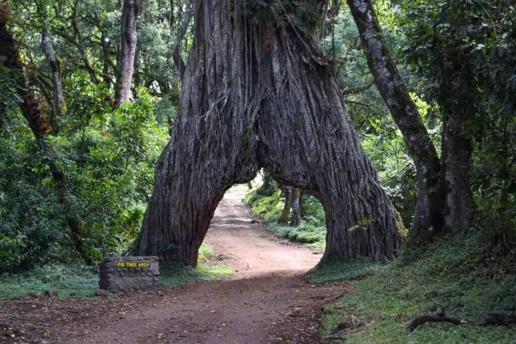 fig tree arch Arusha national park