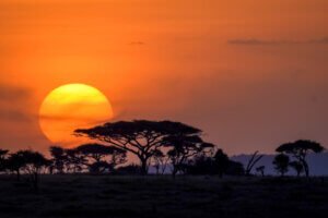 sunset African safari