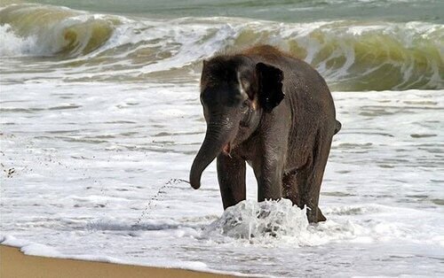 Visit Saadani Forest National Park with Tanzania Horizon Safaris