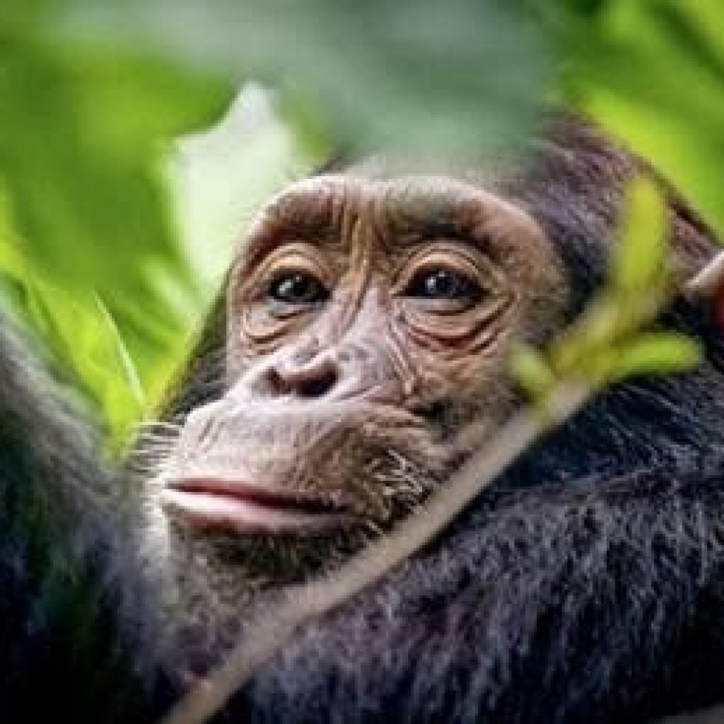 Tanzania Horizon Safari all safari tours