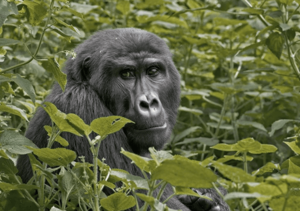 5 Days Gorilla Tracking in Uganda