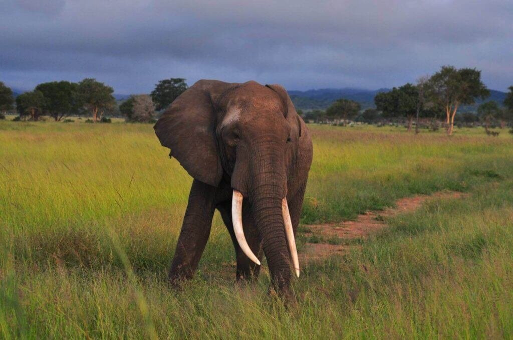 Selous Game Reserve & Mikumi National Park 2 Days Mikumi National Park