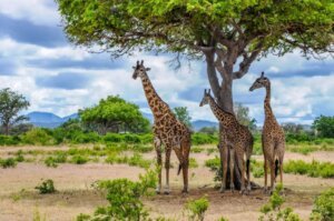 Mikumi National Park Giraffe