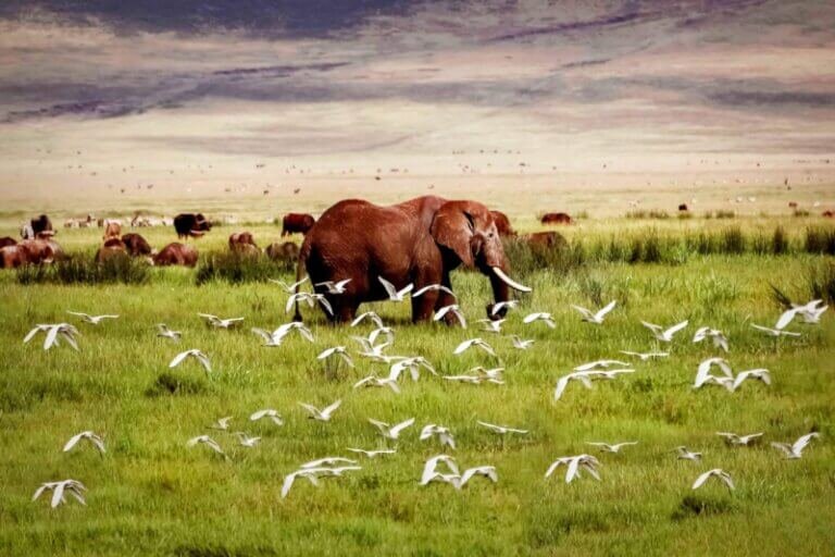 3 Days Safari: Tarangire, Ngorongoro Crater & Lake Manyara National Park