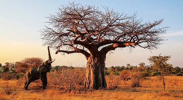 Visit Ruaha National Park with Tanzania Horizon Safaris
