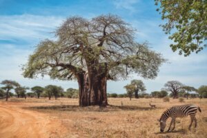 best Tanzania safaris
