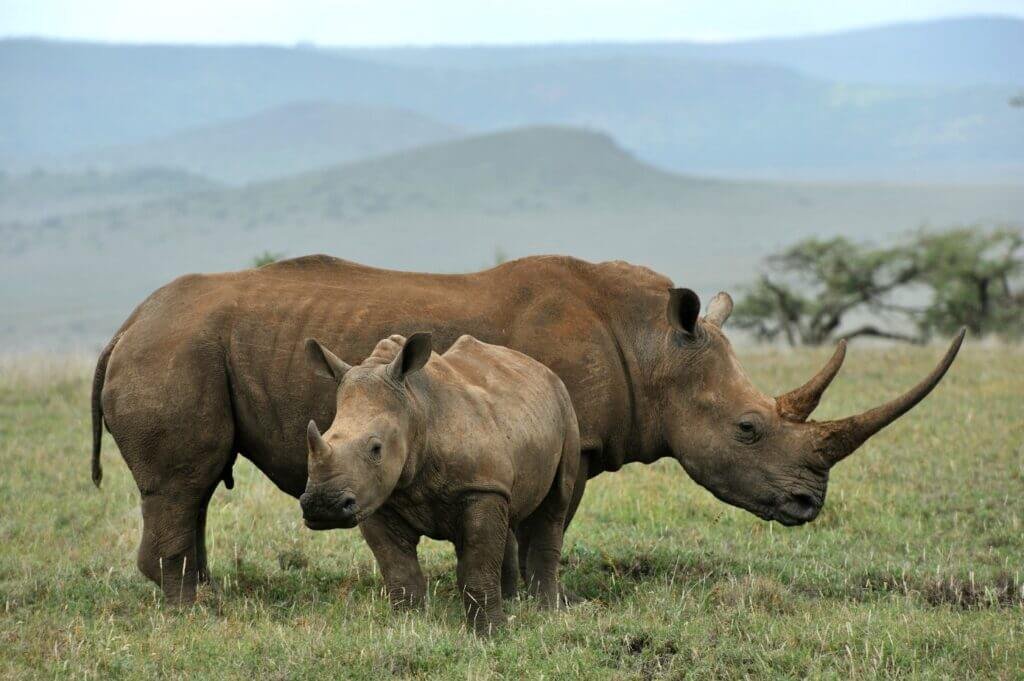 2 Days Group Safari: Ngorongoro Crater | Tanzania Horizon