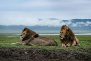 2 Days Group Safari: Ngorongoro Crater | Tanzania Horizon