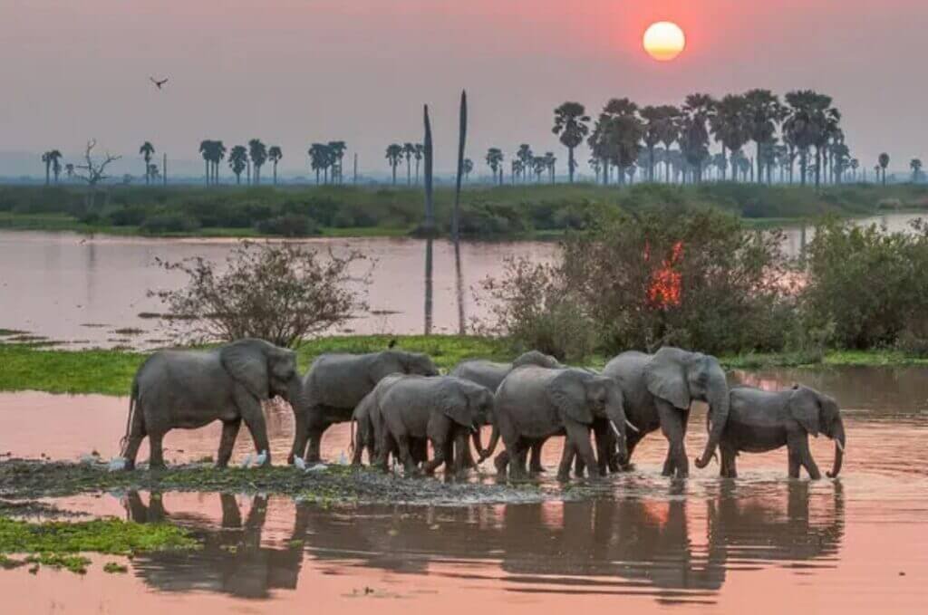 tanzania selous game reserve