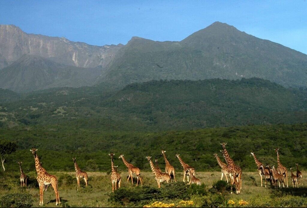 Daytrip Safari to Arusha National Park
