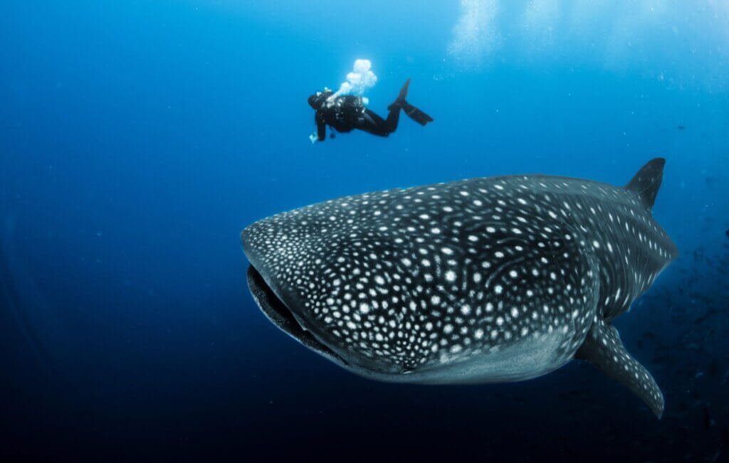 whale shark mafia island