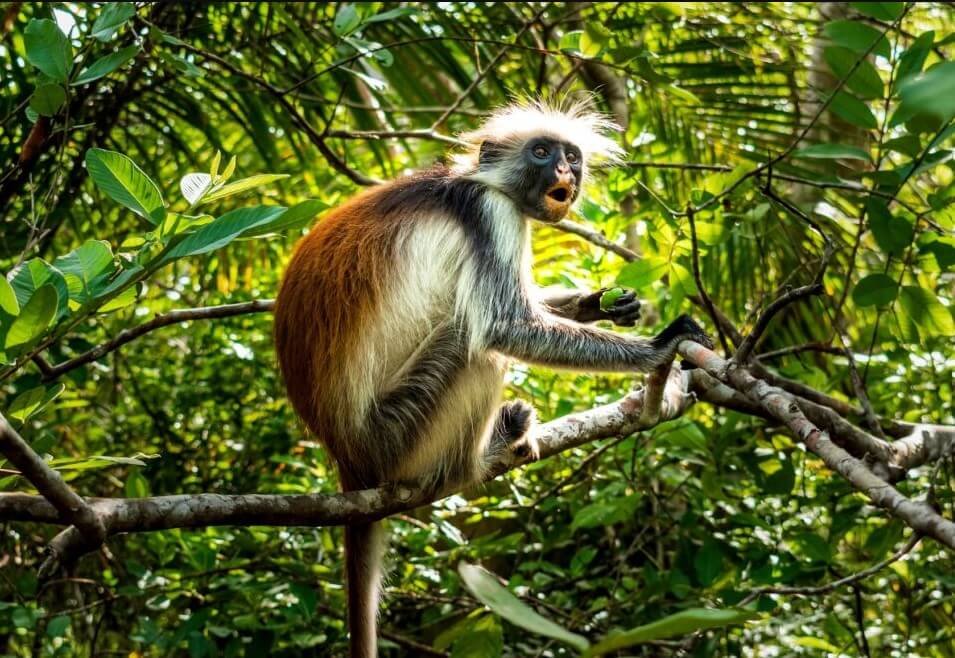 Jozani National Park / Daytrip