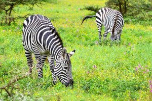 4 Days Group Safari in Tanzania with Tanzania Horizon Safaris - Preview