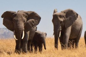 5 Days Group Safari in Tanzania with Tanzania Horizon Safaris1 - Preview