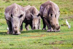 6 Days Group Safari in Tanzania with Tanzania Horizon Safaris - Preview
