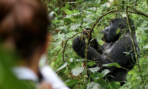 Bwindi National Park7