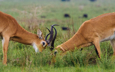 Matheniko Wildlife Reserve Banner2