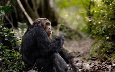Ngamba Island Chimpanzee Center5