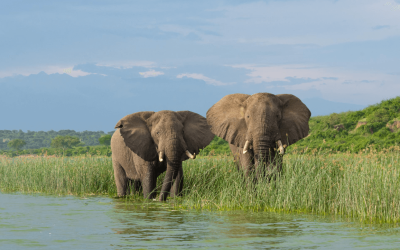 Queen Elizabeth National Park9