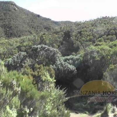 Tanzania+Horizon+Safaris+Climbing+Kilimanjaro+(16)