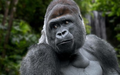 Where to see the Mountain Gorillas in Uganda4