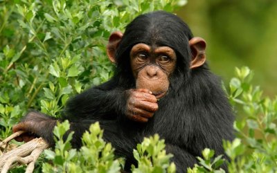 Where to spot chimpanzees in Uganda2